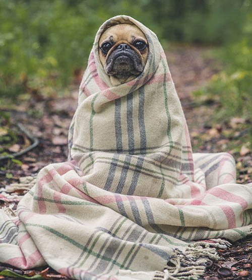 PoorPooch