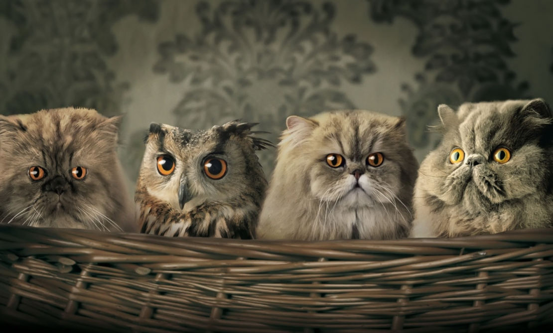 Fourcat