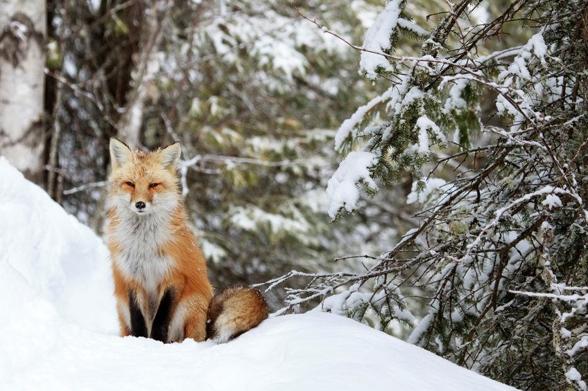 Fox