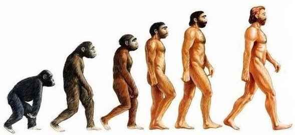 Human Evolution